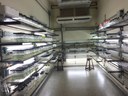Banco de Microalgas
