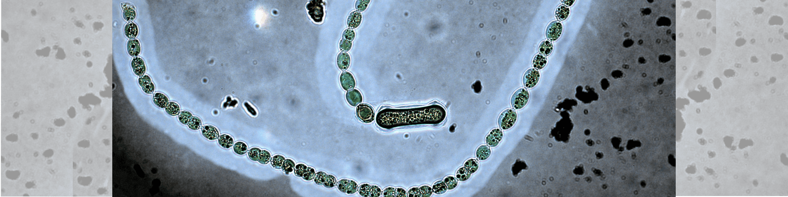 'Anabaena laponica' corada com Nankin