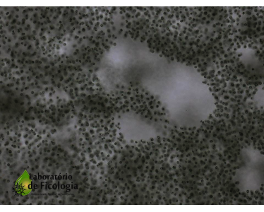 Cianobactéria com célula esférica envolta por mucilagem formando uma colônia sem forma definida.