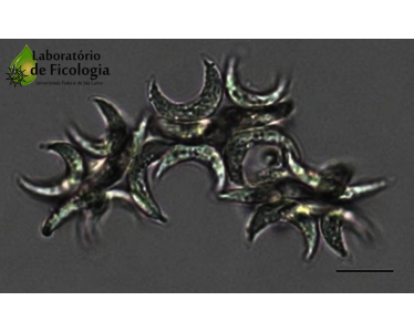 Microalga verde com célula lunada formando colônia