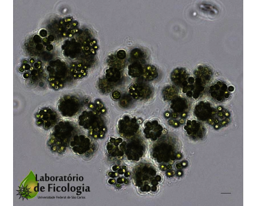 Microalga verde com células esféricas envoltas por mucilagem formando pequenas colônias esféricas. Essas pequenas colônias podem estar unidas por mucilagem, formando colônias maiores.